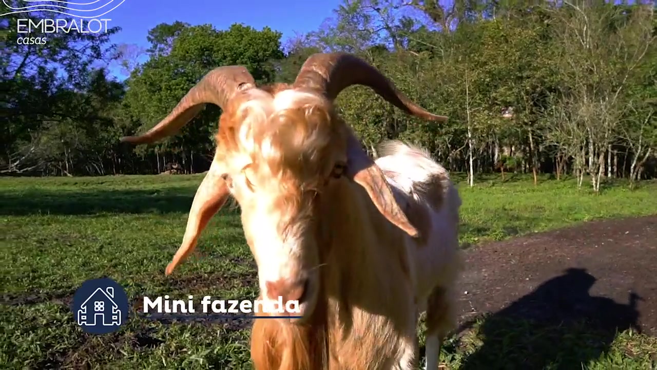 Gralha Azul - Mini fazenda